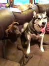 Amore-Urgent Foster Needed