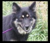 Mohala