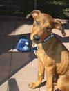 Cooper