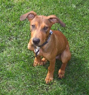 Cooper
