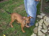 Cooper