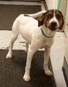 Trudy - Pup