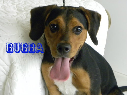 Bubba