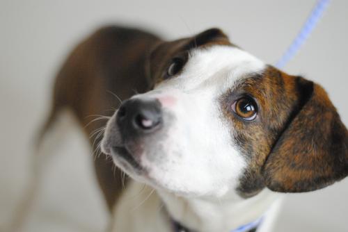 Molasses -Foster Needed