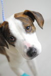 Molasses -Foster Needed