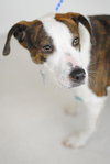 Molasses -Foster Needed