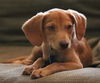 Jiffy - Puppy