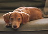 Jiffy - Puppy