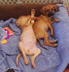 Jiffy - Puppy