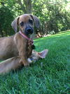 Jiffy - Puppy