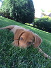 Jiffy - Puppy