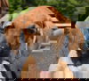 Snickers -PUPPY