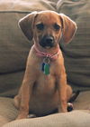 Snickers -PUPPY