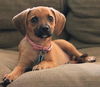 Snickers -PUPPY