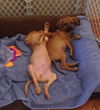 Snickers -PUPPY
