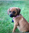 Snickers -PUPPY