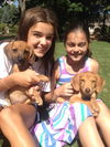 Snickers -PUPPY