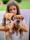 Snickers -PUPPY