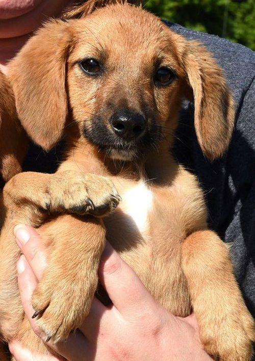 Wha -Puppy