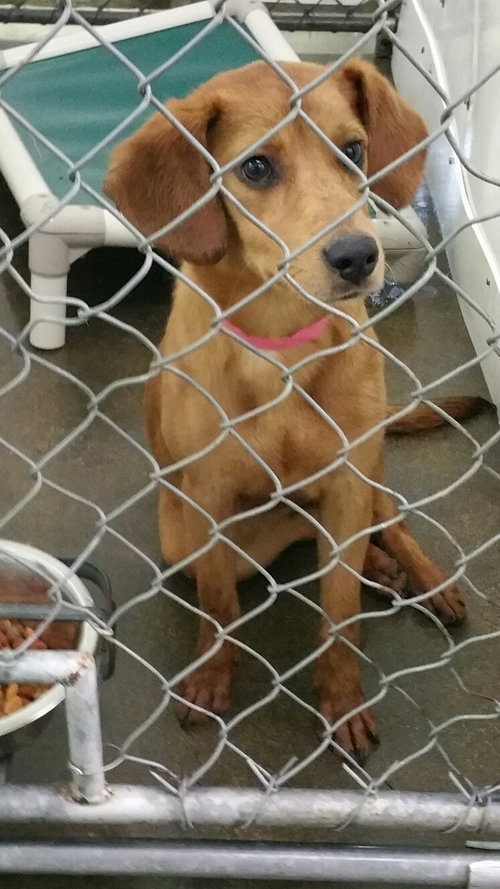 Gretta -PUPPY