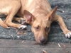 London- Foster Needed