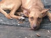 London- Foster Needed