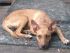 London- Foster Needed
