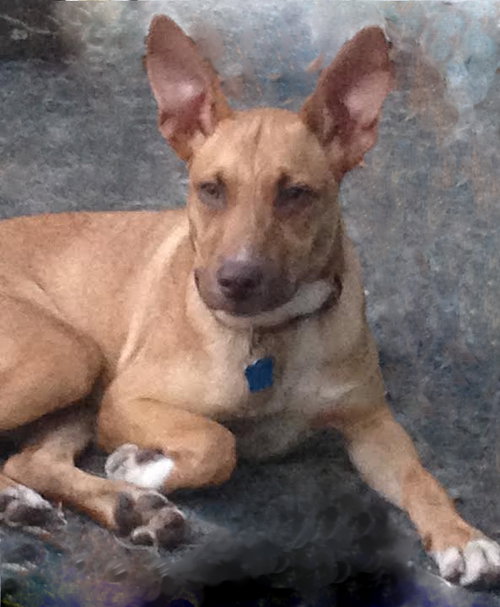London- Foster Needed