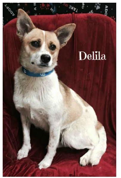 Delila - Urgent! Foster Needed
