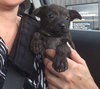Braddock- Puppy