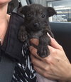 Braddock- Puppy