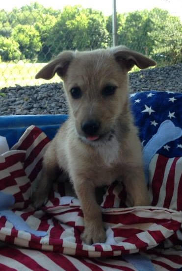 Houston -Puppy