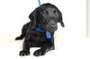 Piper -PUPPY