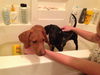 Sarge PUPPY