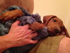 Sarge PUPPY