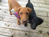Sarge PUPPY