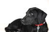 Scout -PUPPY