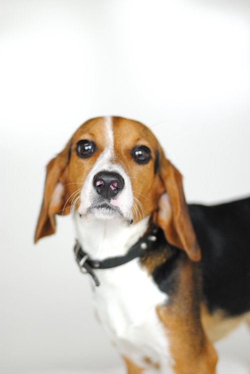 Dougie -PUPPY