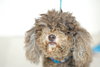 Lucy - Senior