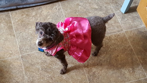 Lucy - Senior