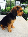 Jumper -PUPPY