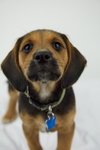 Jumper -PUPPY
