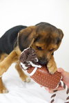 Jumper -PUPPY
