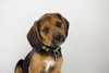 Jumper -PUPPY