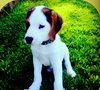 Bobby -PUPPY