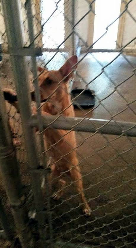 London - URGENT! Foster Needed!