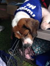 Duke