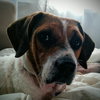 Duke