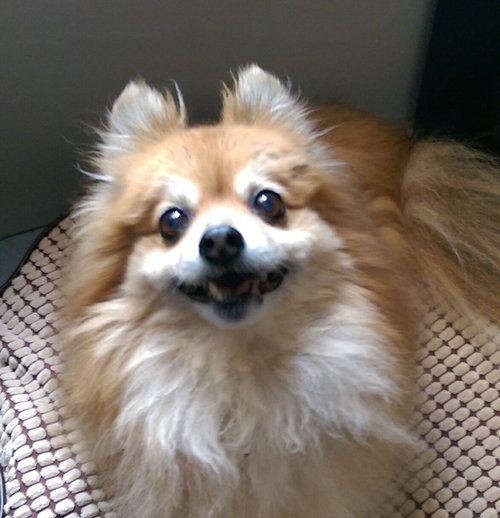 Leo -Senior