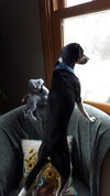 Lil' Walter